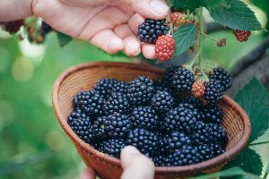 Read more about the article English: S2 Review of ‘Blackberry Picking’ by Seamus Heaney